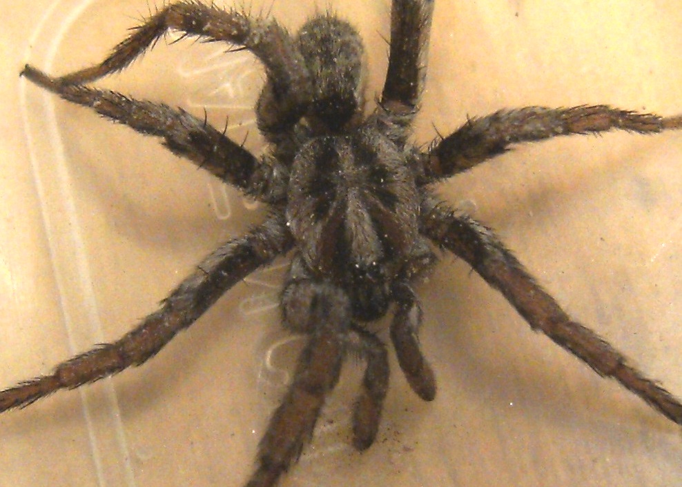 Migalomorfo